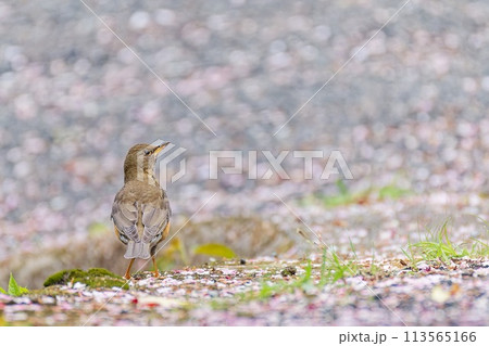 桜の絨毯を歩くアカハラ 桜の絨毯を歩くアカハラ 113565166