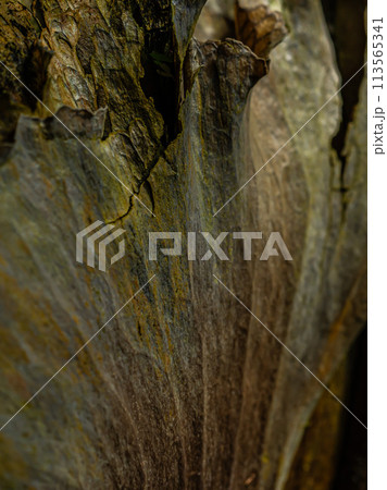 ビカクシダ ビカクシダ 113565341