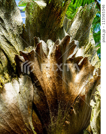 ビカクシダ 113565346