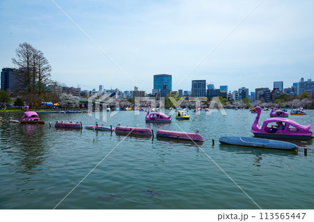 上野恩賜公園の満開の桜とレジャーボート 113565447