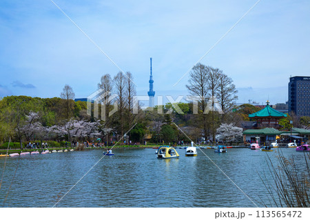 上野恩賜公園の満開の桜とレジャーボート、スカイツリー 113565472