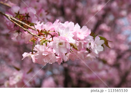 八重桜　紅豊 113565530