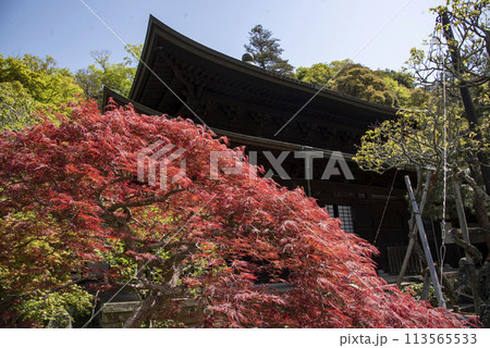 鎌倉244　瑞泉寺3　紅垂れもみじ 113565533