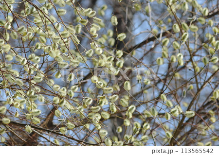 ヤナギの花 113565542
