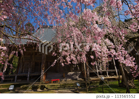 ハナモモとしだれ桜の西雲寺 ハナモモとしだれ桜の西雲寺 113565552