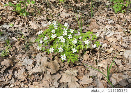 bush of white spring flowers bush of white spring flowers 113565573