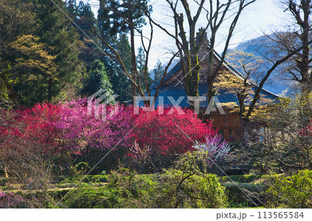 ハナモモとしだれ桜の西雲寺 ハナモモとしだれ桜の西雲寺 113565584