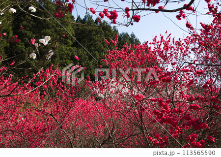 ハナモモとしだれ桜の西雲寺 113565590