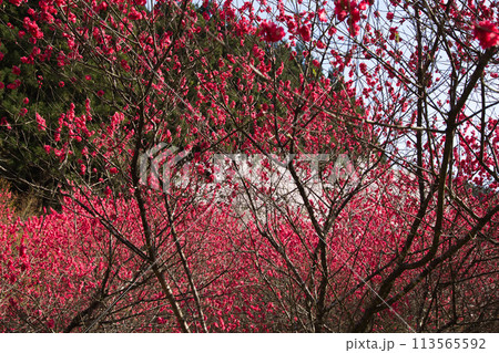 ハナモモとしだれ桜の西雲寺 ハナモモとしだれ桜の西雲寺 113565592