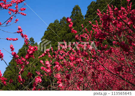 ハナモモとしだれ桜の西雲寺 ハナモモとしだれ桜の西雲寺 113565645