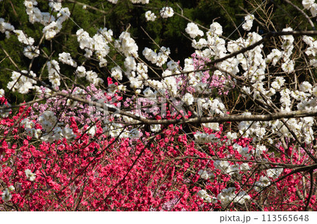 ハナモモとしだれ桜の西雲寺 ハナモモとしだれ桜の西雲寺 113565648