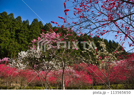 ハナモモとしだれ桜の西雲寺 ハナモモとしだれ桜の西雲寺 113565650