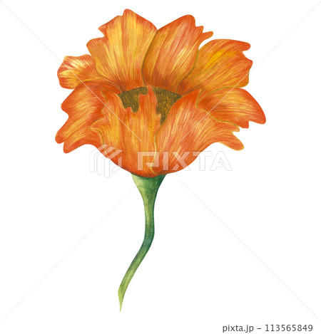 Watercolor illustration of a yellow peony. Hand drawn isolated on white background 113565849
