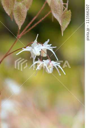 イカリソウ 113566207