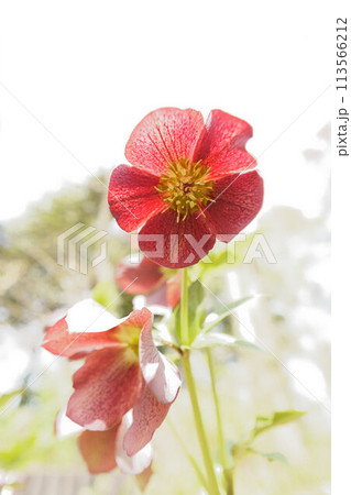 クリスマスローズ クリスマスローズ 113566212