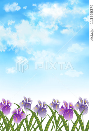 花菖蒲と青空の背景　風景　縦長 113566376