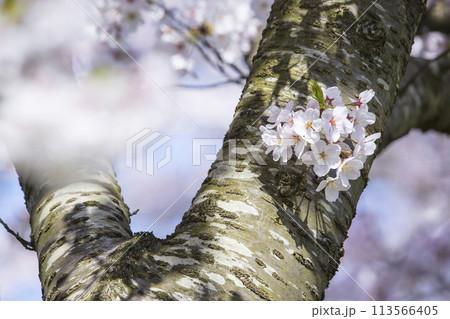 満開を迎えた桜の花 ソメイヨシノ 113566405