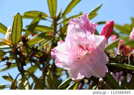 西洋シャクナゲ 113566495