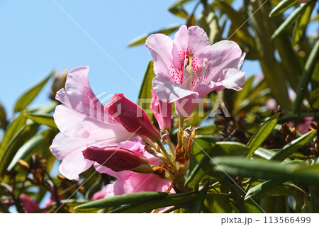 西洋シャクナゲ 113566499