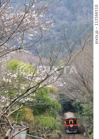 わたらせ渓谷鐵道「山間部を走る列車を背景に咲く桜」 わたらせ渓谷鐵道「山間部を走る列車を背景に咲く桜」 113566518