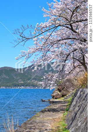 桜景　海津大崎 113566557