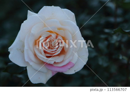 荒尾市　おもやい市民花壇　バラの花、 113566707