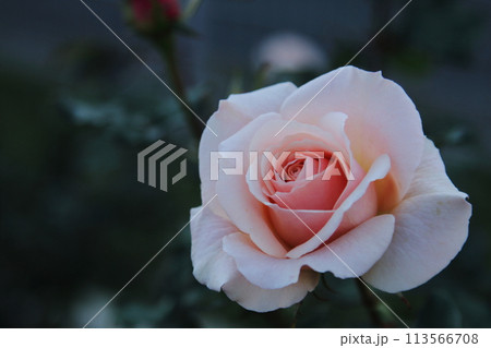 荒尾市　おもやい市民花壇　バラの花、 113566708