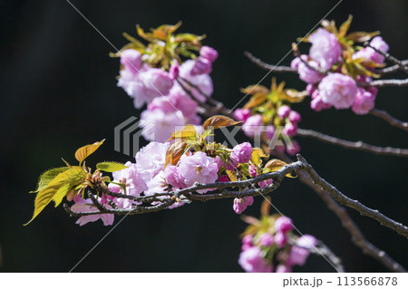 咲き始めの八重桜の花 ヤエザクラ 咲き始めの八重桜の花 ヤエザクラ 113566878