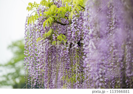 山田のフジの花 113566881