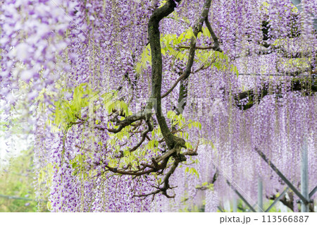 山田のフジの花 山田のフジの花 113566887