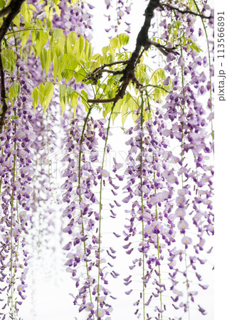 山田のフジの花 山田のフジの花 113566891