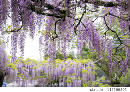 山田のフジの花 113566895