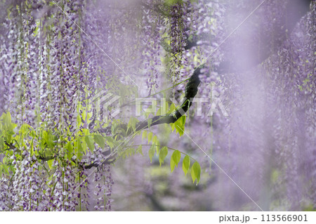 山田のフジの花 113566901