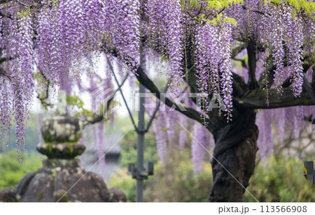 山田のフジの花 113566908