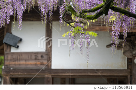 山田のフジの花 113566911
