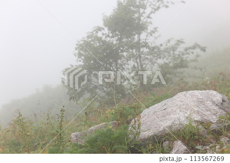霧に包まれる山の登山道 113567269