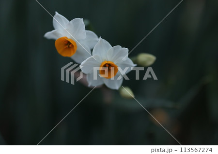 冬の花壇に咲くフサザキスイセンの白い花 113567274