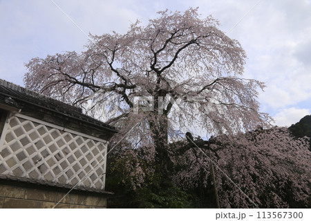 春の青空に映える満開の桜 113567300