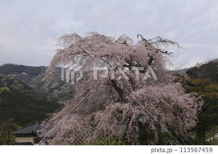 春の青空に映える満開の桜 春の青空に映える満開の桜 113567459
