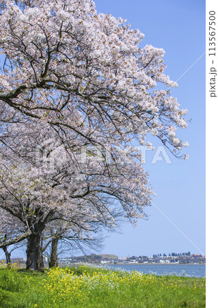 満開の桜の花と湖山池 鳥取県 青島 113567500