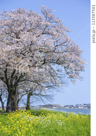 満開の桜の花と湖山池 鳥取県 青島 113567501