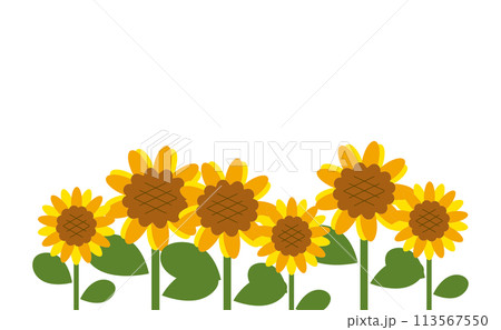 白背景のひまわり畑 113567550
