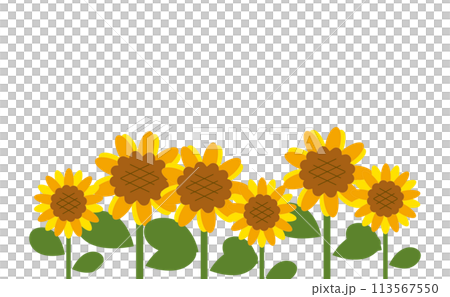 白背景のひまわり畑 113567550