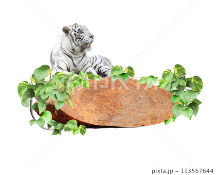 Vintage wooden board with liana branches, tropical leaves and lying white tiger. Exotical decor with wood plank, jungle plants and tiger. Copy space for text. Isolated on white background 113567644