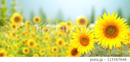 Sunflower on blurred sunny nature background. Horizontal agriculture summer banner with sunflowers field. Organic food production. Harvest of farm product. Oilseed crop. Copy space for text 113567646