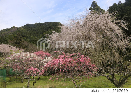 春の青空に映える満開の桜 113567659