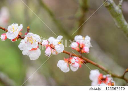 雨に濡れる白梅【安曇野】 113567670
