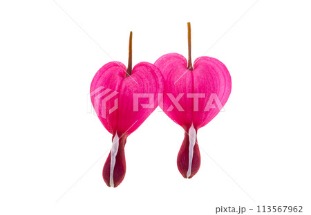 flowers dicentra magnificent isolated 113567962