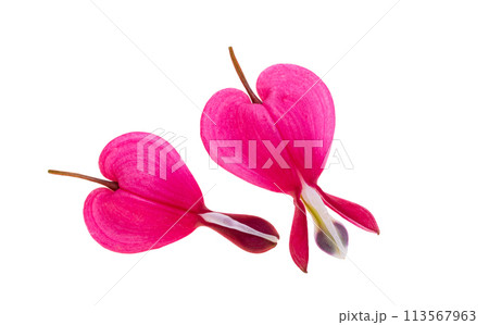 flowers dicentra magnificent isolated 113567963