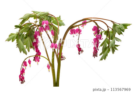 flowers dicentra magnificent isolated 113567969